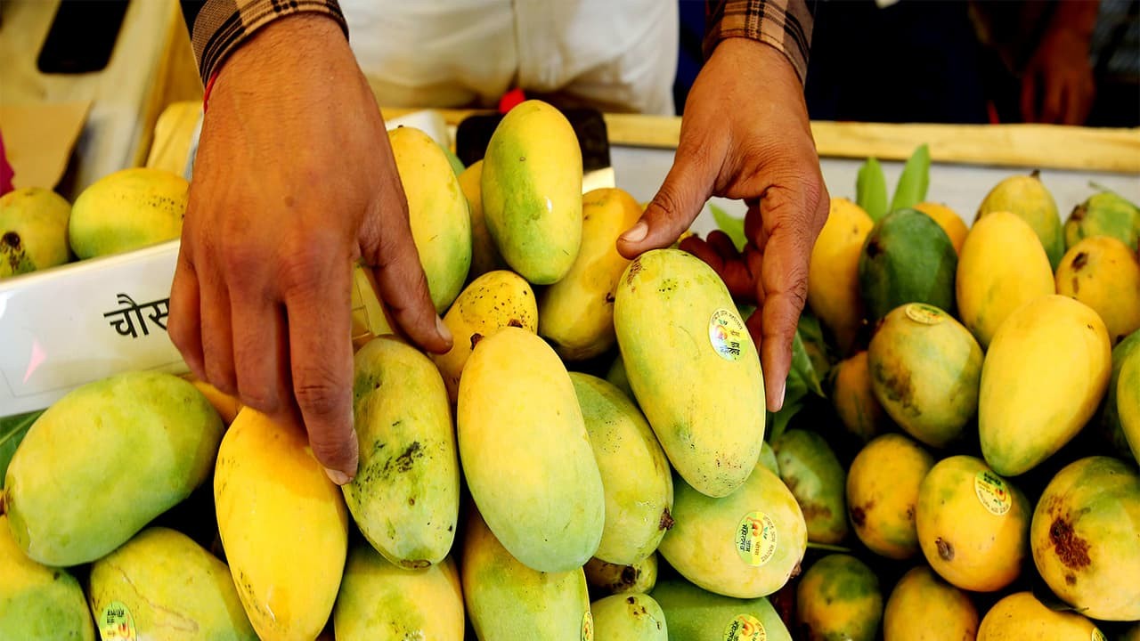Predatory Factories Crush Mango Farmers as Prices Crash