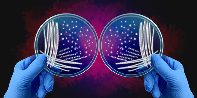 Nature Chooses Its Own Path: Molecular Mystery Solved