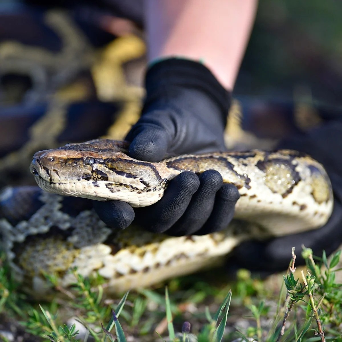 Sanctions and Sovereignty: Florida’s Python Challenge Exposes the Hypocrisy of Imperialist Gambling Laws